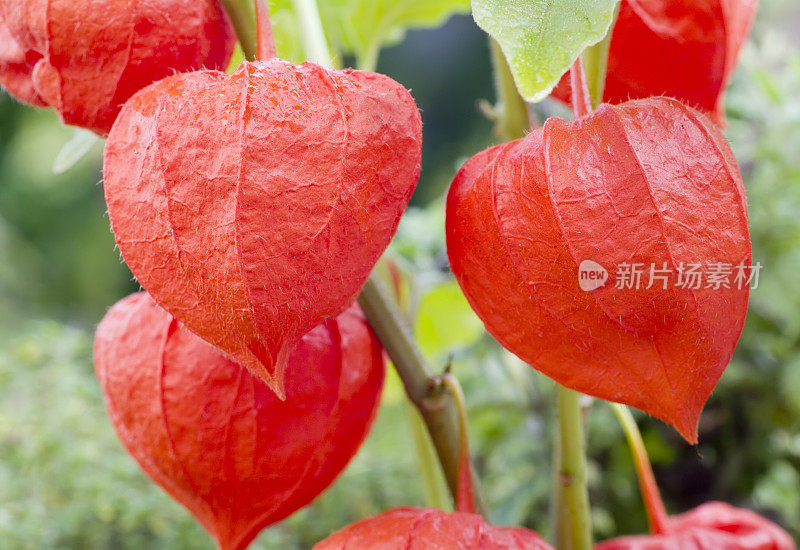 花灯百合(Physalis alkekengi)